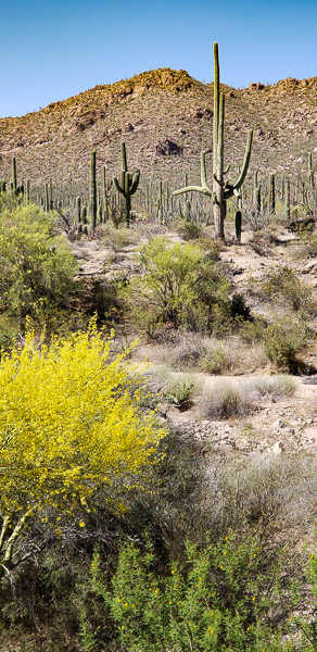 Saguaro National Park, Arizona
